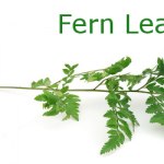 Fern Leaf Regulatory Notices