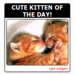Kitten Of The Day Widget!