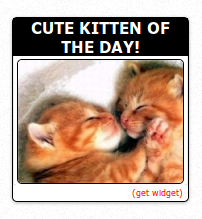 Kitten Of The Day Widget! Preview Wordpress Plugin - Rating, Reviews, Demo & Download